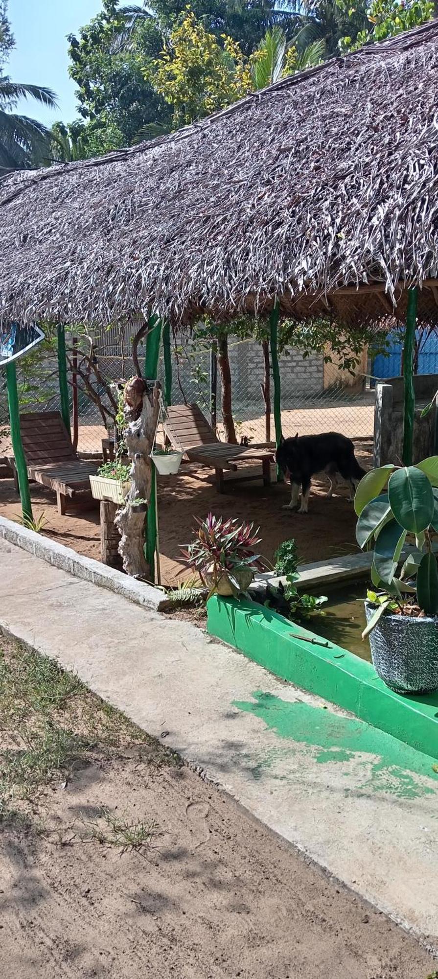 Surfing Lion Hostel Аругам Бей Екстериор снимка